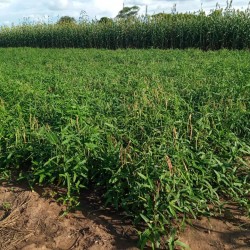 Cow Peas Demo Plot in Mbire
Year: 2021