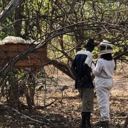 Beekeeping in Kanyemba